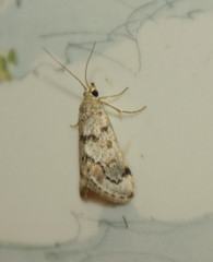 Tegostoma comparalis