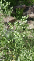 Galium stellatum eremicum