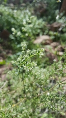 Galium stellatum eremicum