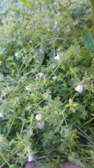 Pholistoma auritum arizonicum