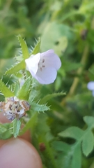 Pholistoma auritum arizonicum
