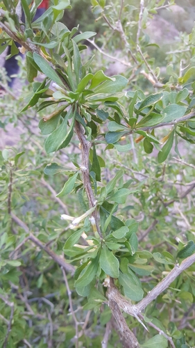 Lycium andersonii var. deserticola