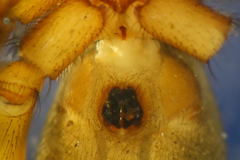 Nomisia aussereri