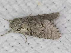 Acronicta tota