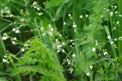 Galium glaucum