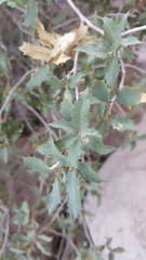 Quercus ajoensis