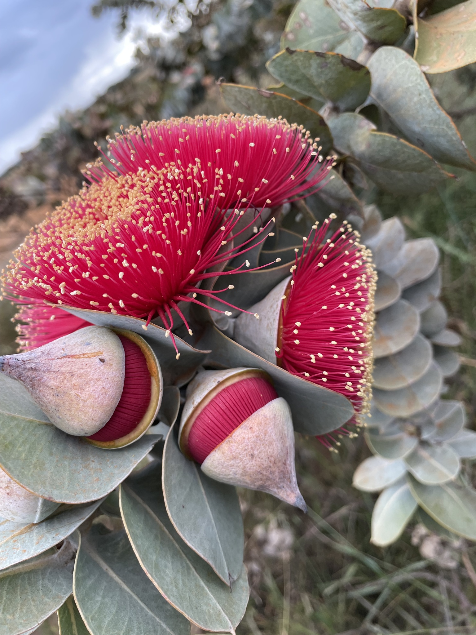 Eucalyptus macrocarpa