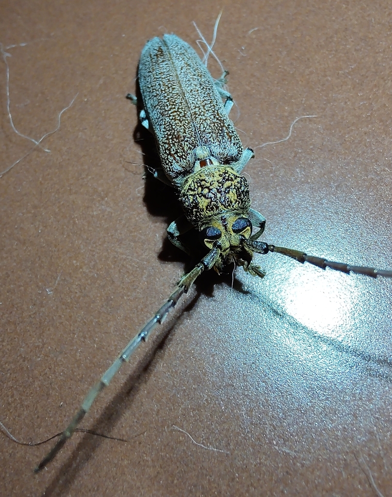 Praxithea derourei