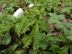 Anemonoides nemorosa