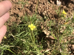 Tropidocarpum gracile