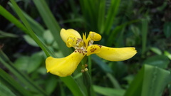 Trimezia steyermarkii