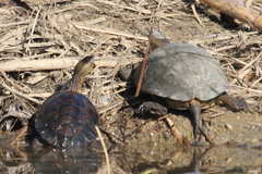 Mauremys leprosa leprosa