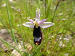 Ophrys bertolonii
