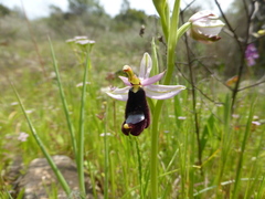 Ophrys bertolonii