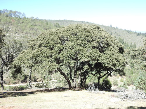 Mexican Oak