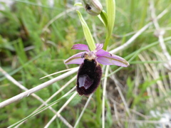 Ophrys bertolonii