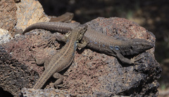 Gallotia galloti galloti