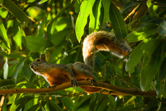 Sciurus aureogaster