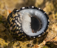 Nerita tessellata image