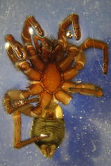 Scotophaeus scutulatus