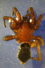 Scotophaeus scutulatus