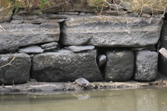 Mauremys leprosa leprosa