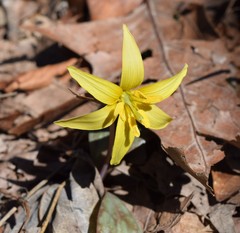 Erythronium rostratum