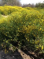 Oncosiphon pilulifer