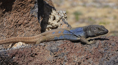 Gallotia galloti galloti