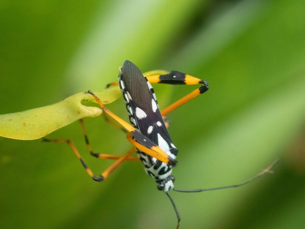 Stenoscelidea albovaria