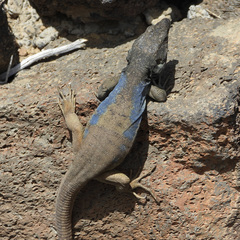 Gallotia galloti galloti