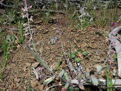 Streptanthus hispidus