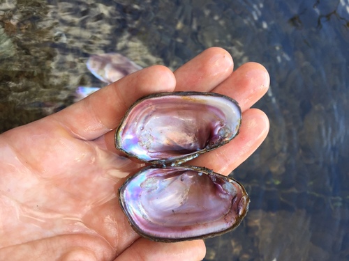 Little Spectaclecase