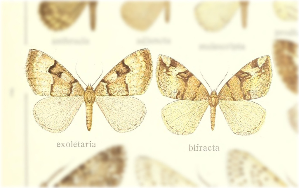 Arichanna exsoletaria