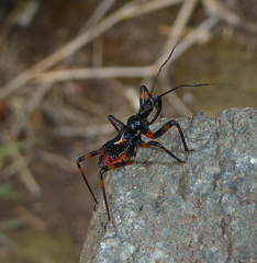 Rhynocoris iracundus