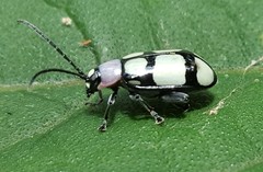 Omophoita octoguttata