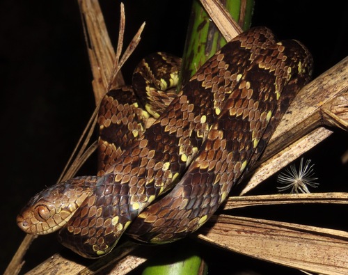 Photo of a Variegated Snail-eater (Dipsas variegata)