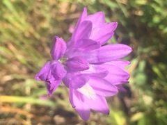 Dipterostemon capitatus