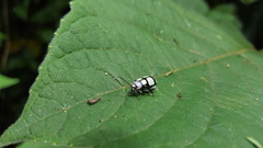 Omophoita octoguttata