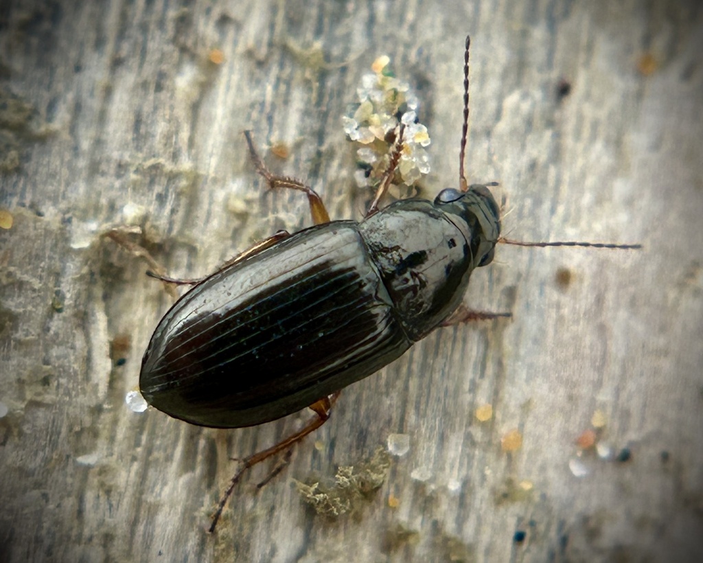 Amara pomona