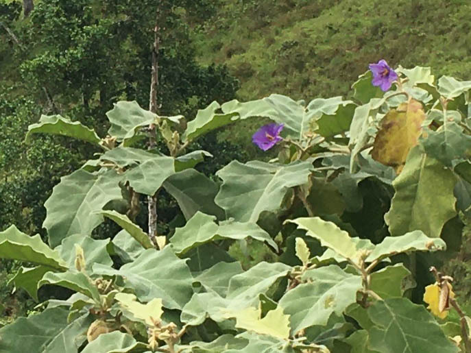 Solanum crinitum