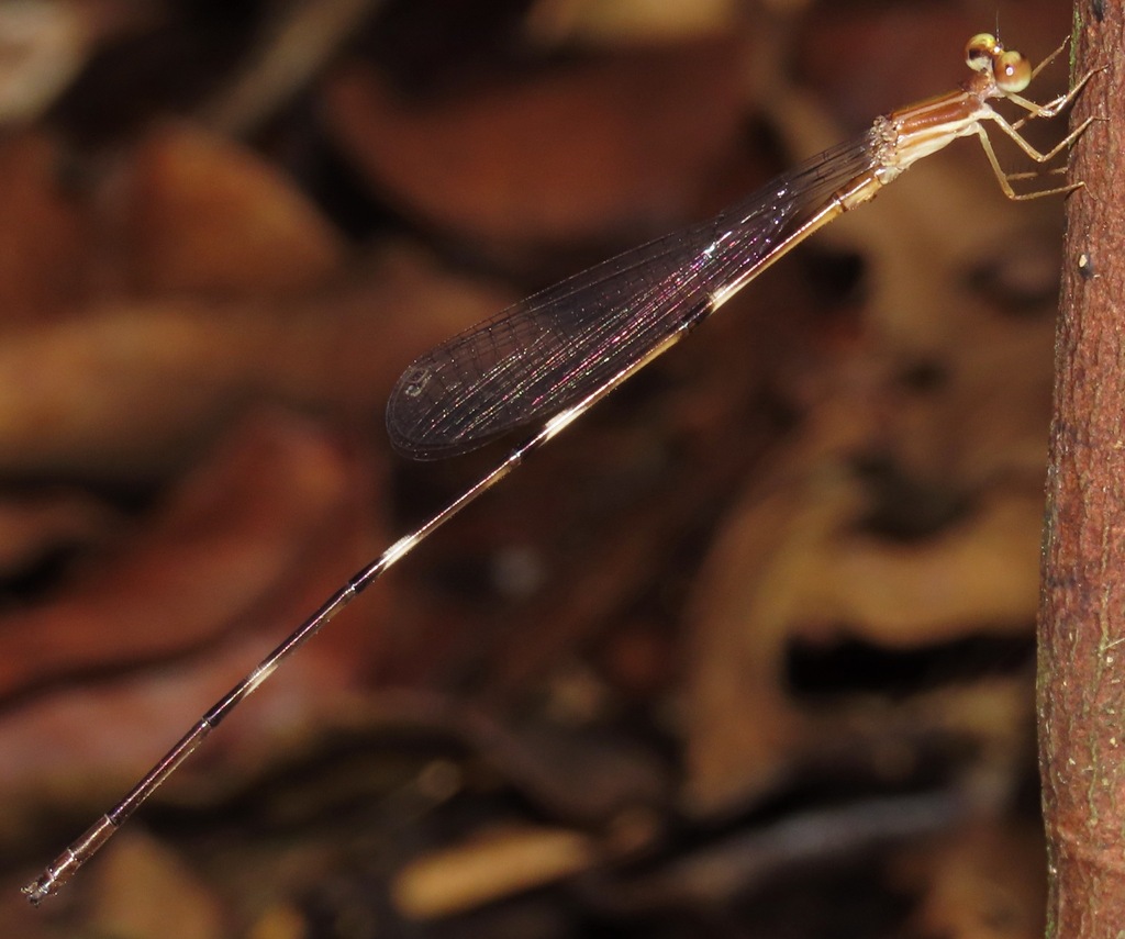 Leptagrion porrectum