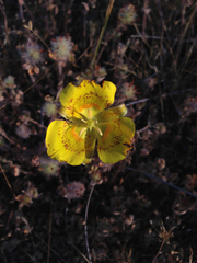 Calochortus luteus