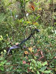 Coluber constrictor anthicus