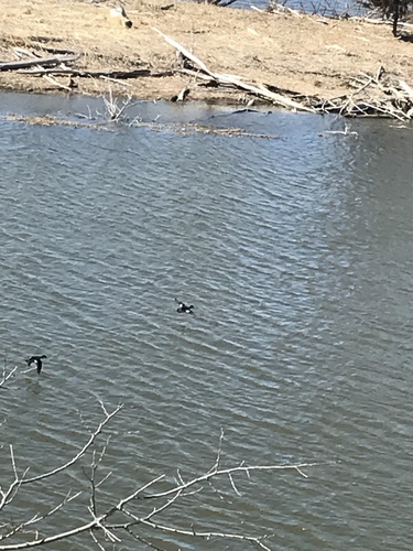 Bufflehead photographed in Kansas