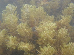 Carpophyllum plumosum