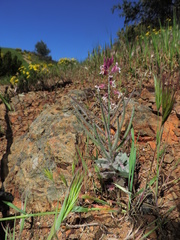 Streptanthus hispidus