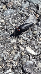 Physomeloe corallifer