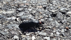 Physomeloe corallifer