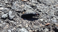 Physomeloe corallifer